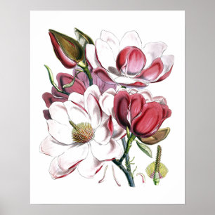 Poster White Magnolias Flower Vintage Old Illustration