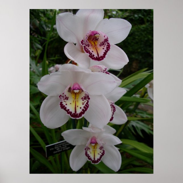 Poster White Orchids Beautiful Tropical Flowers (Devant)