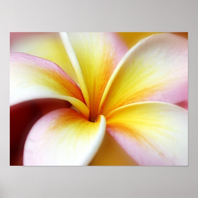Poster White Plumeria Frangipani Hawaii Flower Hawaiian (Devant)