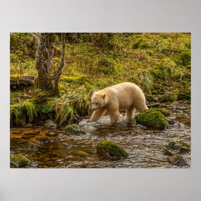 Poster White Spirit Bear Chasse pour poisson sur Riordan  (Devant)