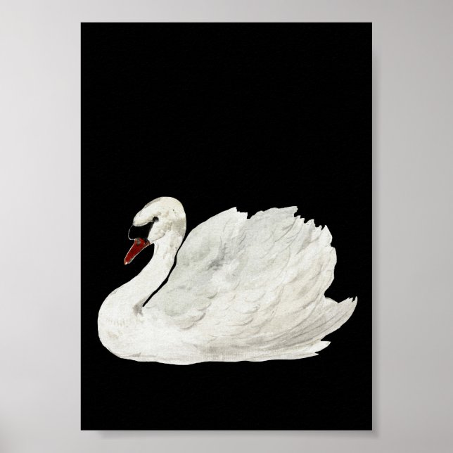 Poster White Swan Art Vintage (Devant)