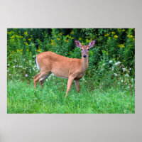 White Tailed