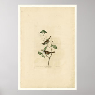 Poster White Throated Sparrow_Audubon