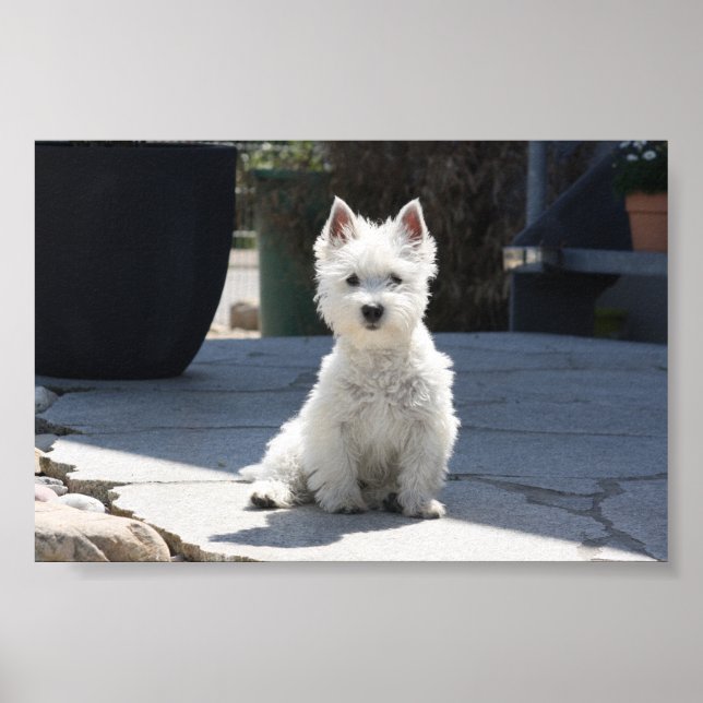 Poster White West Highland Terrier assis sur le trottoir (Devant)