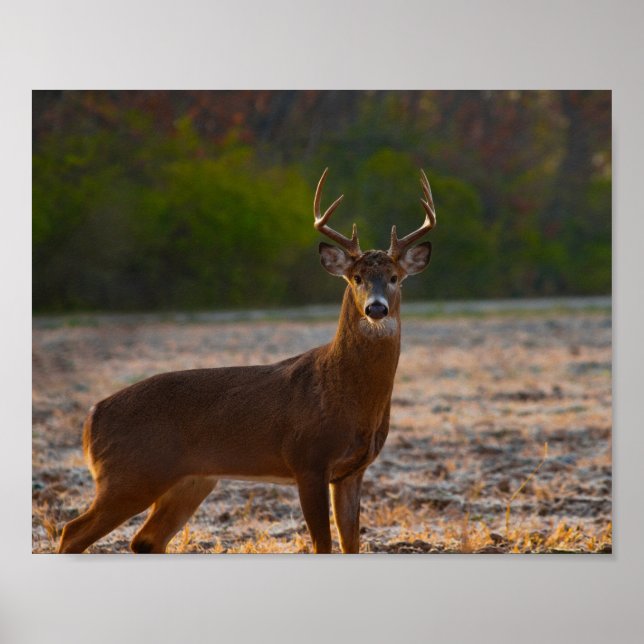 Poster Whitetail Buck (Devant)