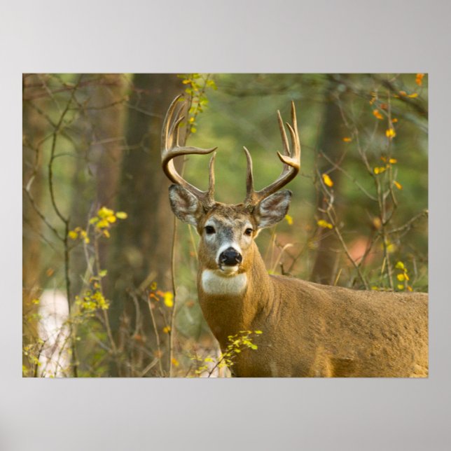 Poster Whitetail Deer Buck | Corégone, Montana (Devant)