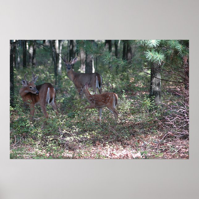 Poster Whitetail Deer in the Poconos. imprimer 0200 (Devant)