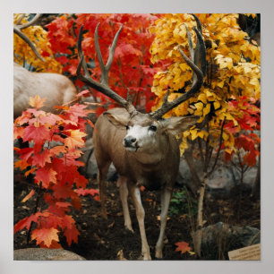 Poster Whitetail En Automne