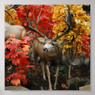 Poster Whitetail En Automne