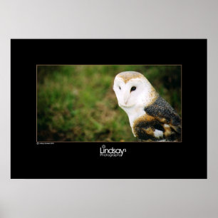 Poster Whooie