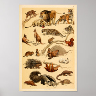 Poster Wild Animal Collection Lion Tiger Rabbit Print