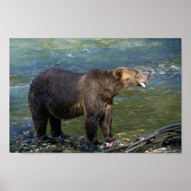 Poster Wild Bear A Obtenu Son Saumon À Toba Inlet (Devant)