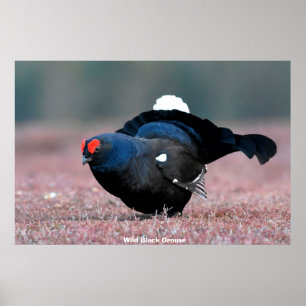 Poster Wild Black Grouse