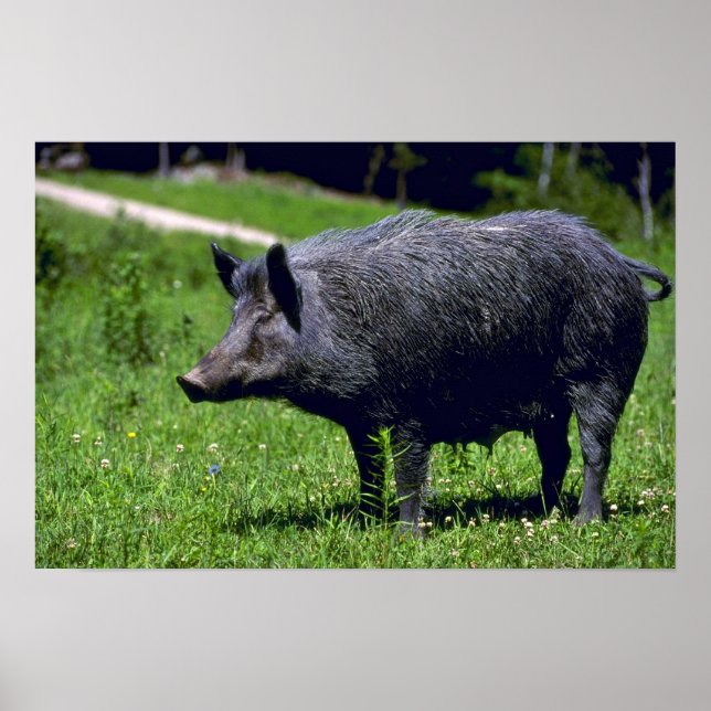 Poster Wild Boar (Devant)