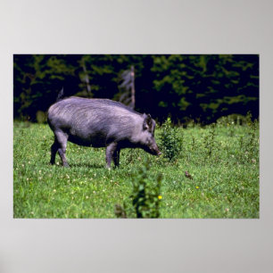 Poster Wild Boar