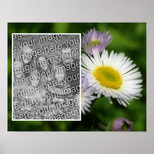 Poster Wild Fleabane Daisy Cadre Fleur Ajouter Votre Phot