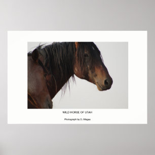 POSTER WILD HORSE DES PHOTOS DE L'UTAH