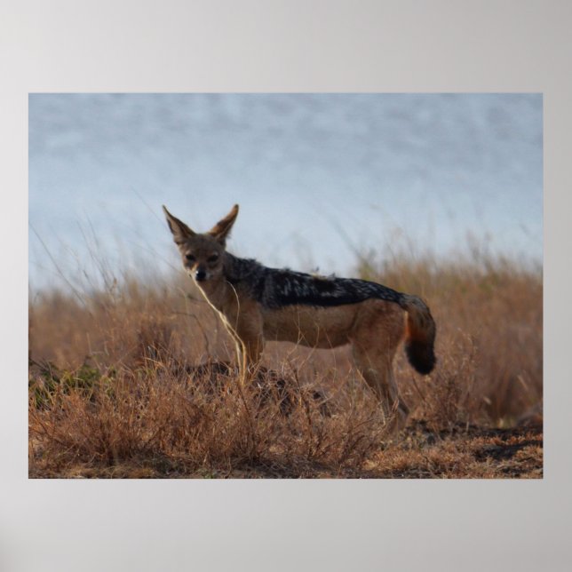 Poster Wild Jackal (Devant)