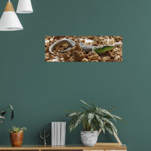 Poster Wild Lizard Nature Photographie Rustique