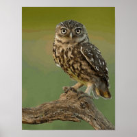 Poster Wild Oiseau de hibl