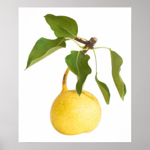 Poster Wild pear