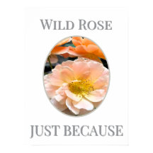 Wild Rose Bloom                                   
