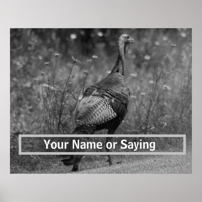 Poster Wild Turkey B&W photo (Devant)