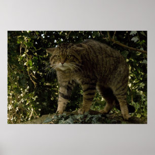 Poster - Wildcat écossais