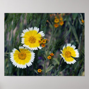Poster Wildflowers Yellow and White Sunflowers