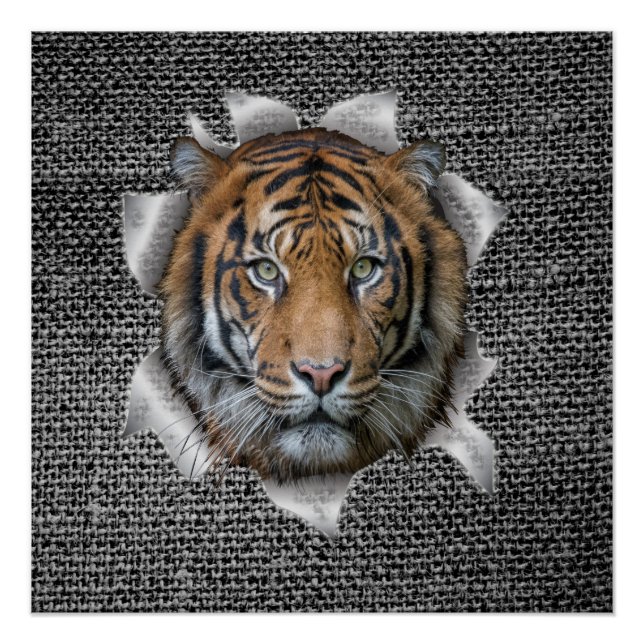 Poster Wildlife Bengal Tiger habillé en blague (Devant)