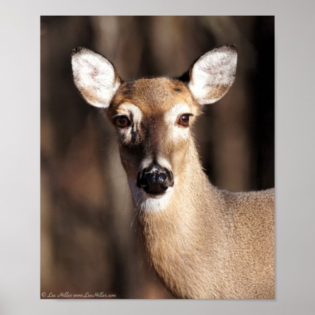 Poster Wildlife Whitetail Deer Doe Portrait (Devant)