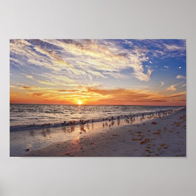 Poster Willets sur une plage de Floride au coucher du sol (Devant)