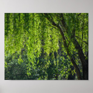 Poster Willow Tree Green Nature