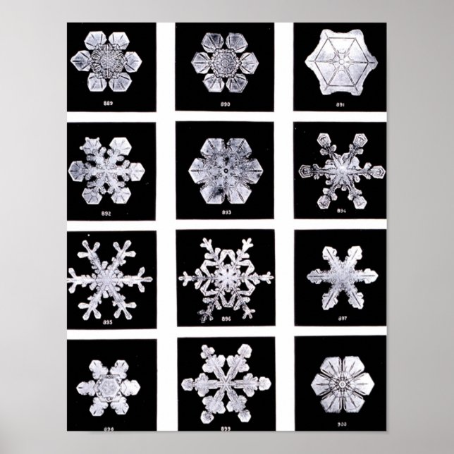 Poster Wilson Bentley Snowflakes (Devant)