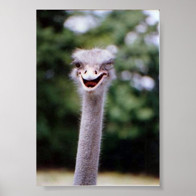Poster Wink (Devant)