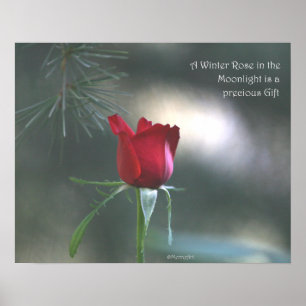 Poster WInter Moonlight Rose Poster: ROSE & PROSE 20x16