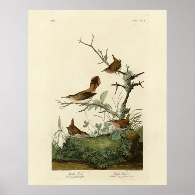 Poster Winter Wren, Rock Wren, Audubon's Birds of America (Devant)