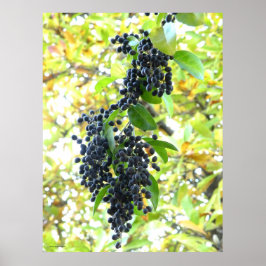 Poster Wintering Berries