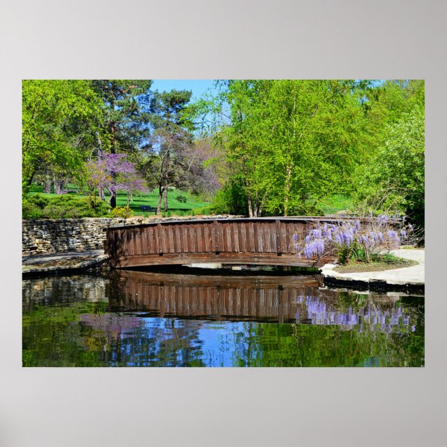 Poster Wisteria En Fleur Au Pont Loose Park (Devant)