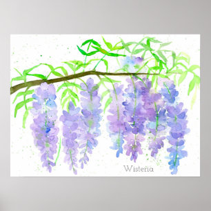 Poster Wisteria Fleur Arbre Branche Aquarelle Botanique