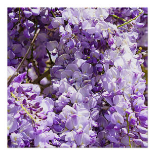 Poster Wisteria Violet Floral Blossom Tree Violet