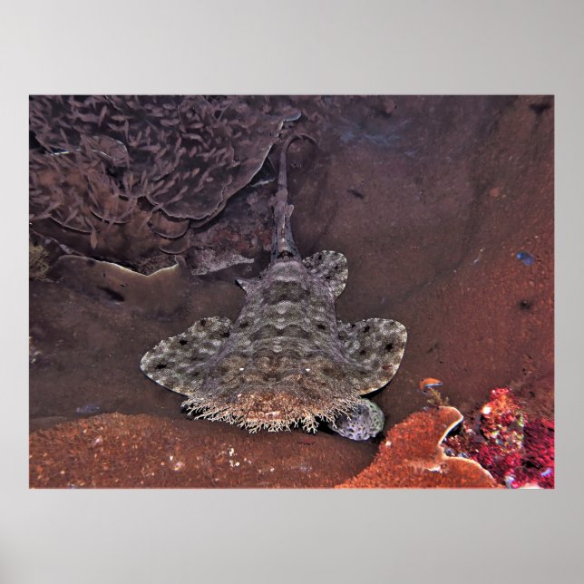Poster Wobbegong (Devant)