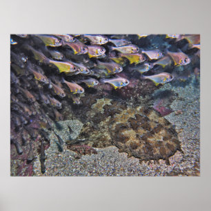 Poster Wobbegong et Sweeters