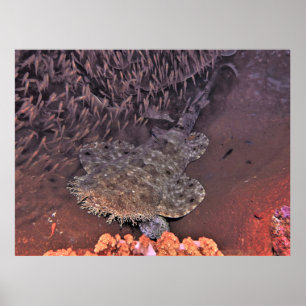 Poster Wobbegong in Raja Ampat