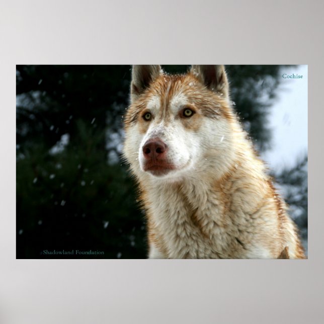 Poster Wolf (Devant)
