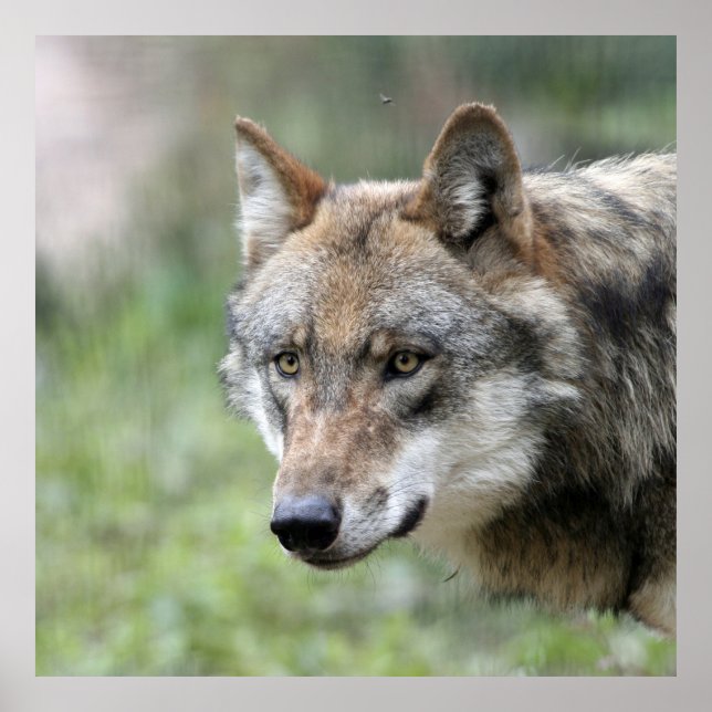 Poster Wolf 001 (Devant)