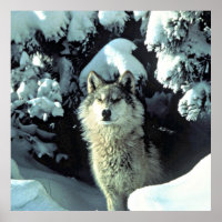 Wolf Dans La Neige