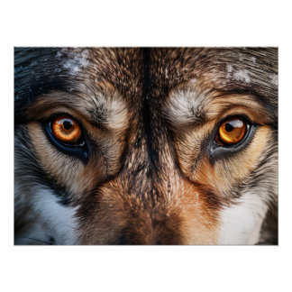 Poster Wolf Gaze