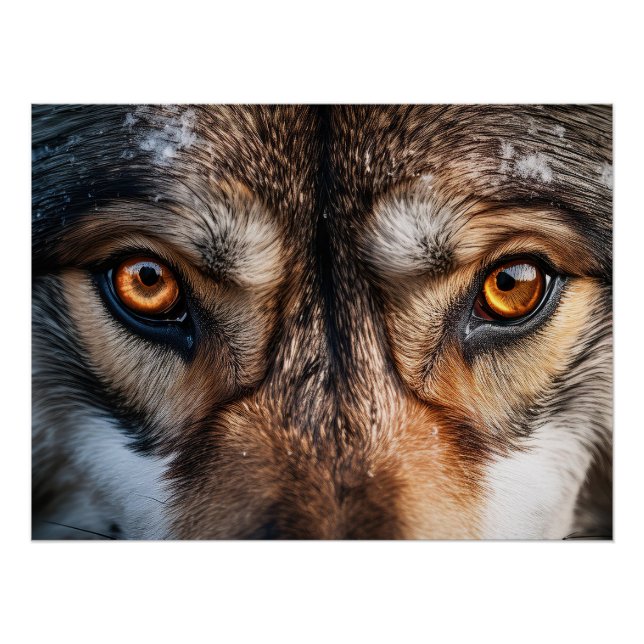 Poster Wolf Gaze (Devant)