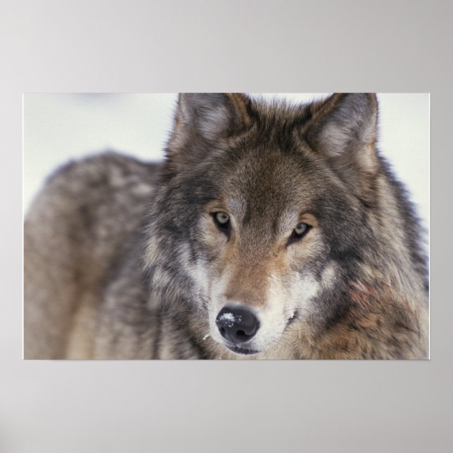 Poster Wolf Gaze (Devant)